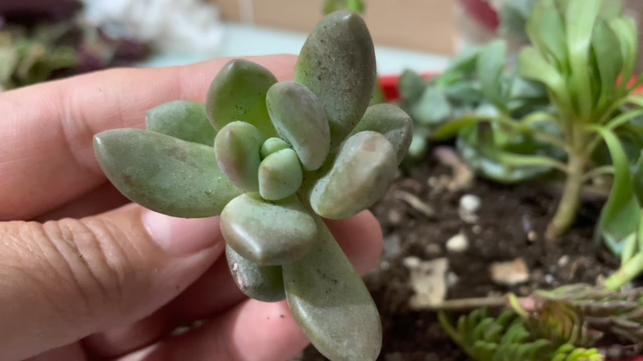 HARIKA TÜRDE SUKULENT EKIM DIKIM VE ÜRETİM 😀