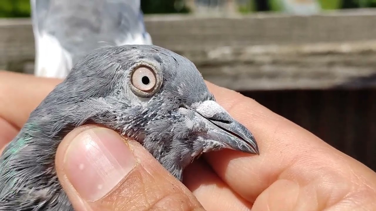 Pigeon Game Update 2024 😲 All Participants | Shookh of Champion Pigeons By Asif Bala 😍