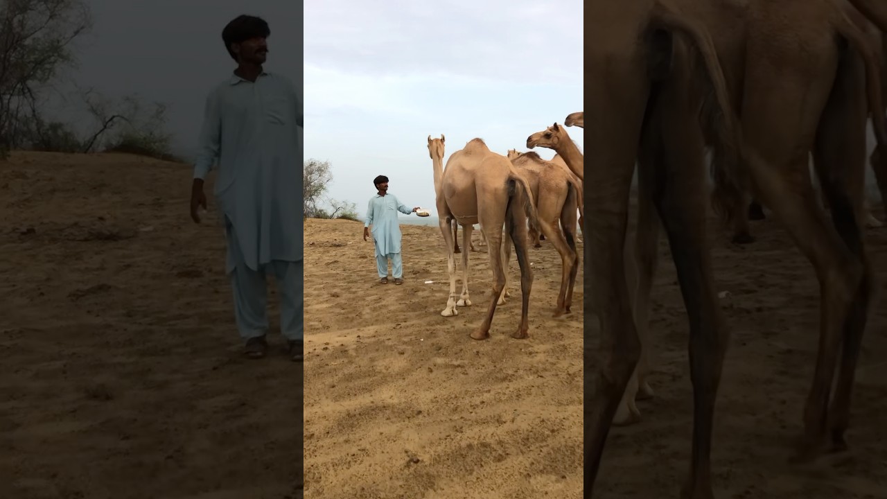 Female Camel Drink fresh Milk camel 🐪 #animals #animallover #happy #mood