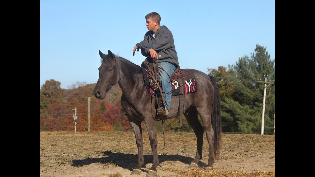 Blue Roan Kentucky Mountain Gelding