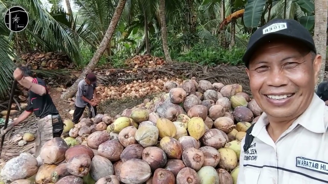 POTENSI BESAR KELAPA JAMBI | Dari Pantai Mangrove hingga Perjuangan Petani🌴