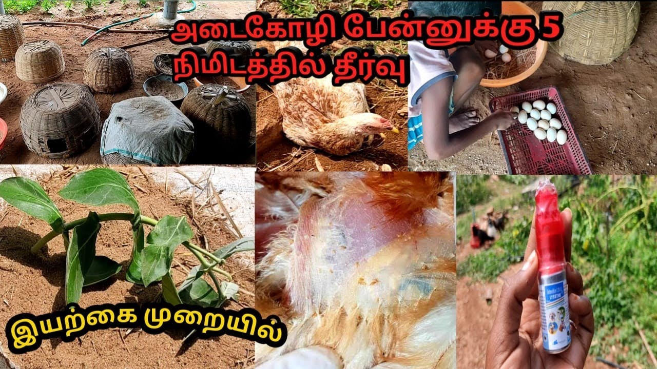 அடை கோழி பேனை இயற்கை முறையில் ஒரேநாளில் விரட்டும் வழிமுறை /treatment to a chicken lice