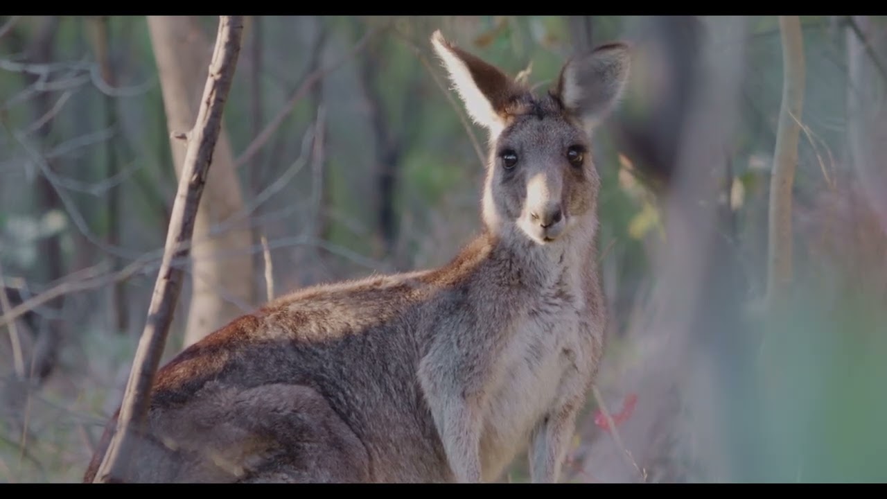 aranda bushland version 01
