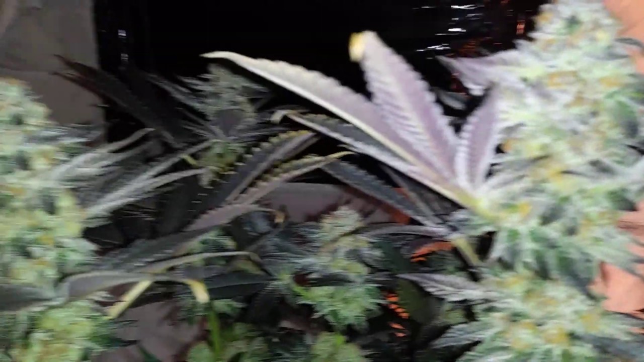 Peanut Butter Breath ( Thug Pug Genetics ) Day 58 Flower