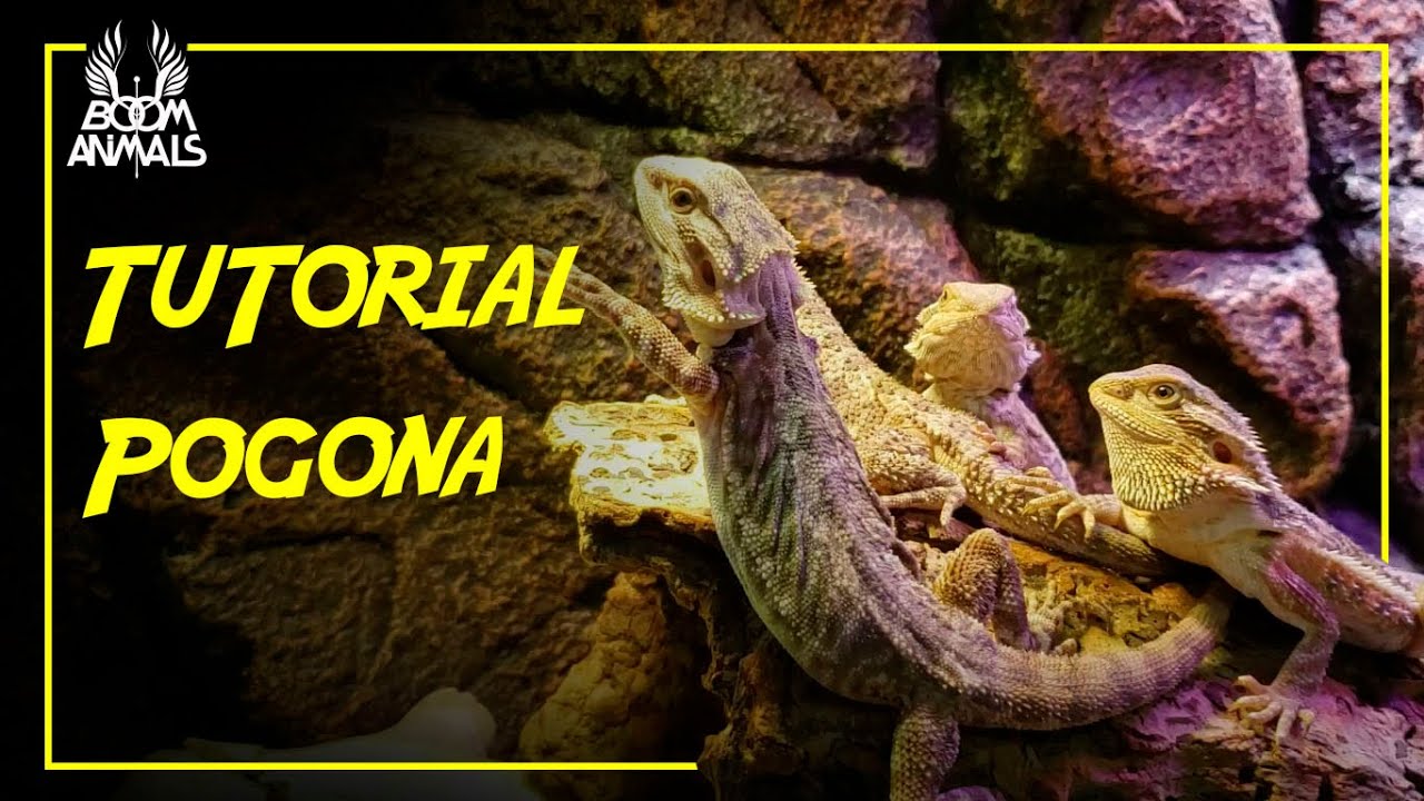Tutorial: Pogona