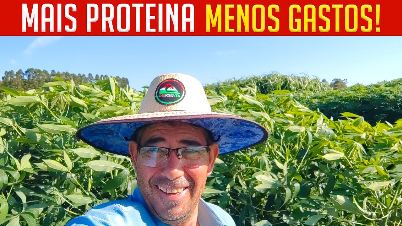 Parte Aérea da Mandioca! Alimento com Mais PROTEÍNA e Menos GASTO!