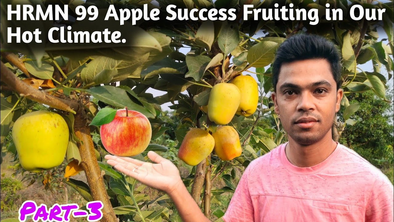 #HRMN_99 Apple सफल और स्वादिष्ट सेब की खेती हमारे गरम जलवायु में |