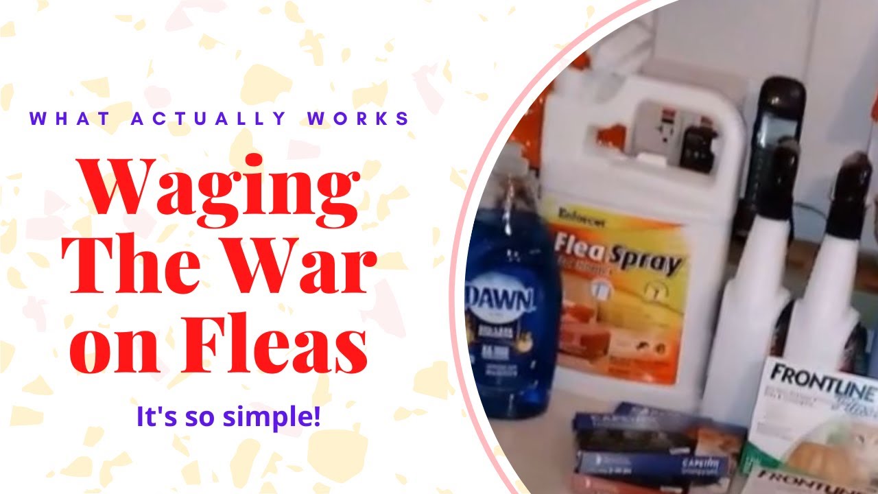 Waging the WAR on FLEAS! What works and what doesn't!
