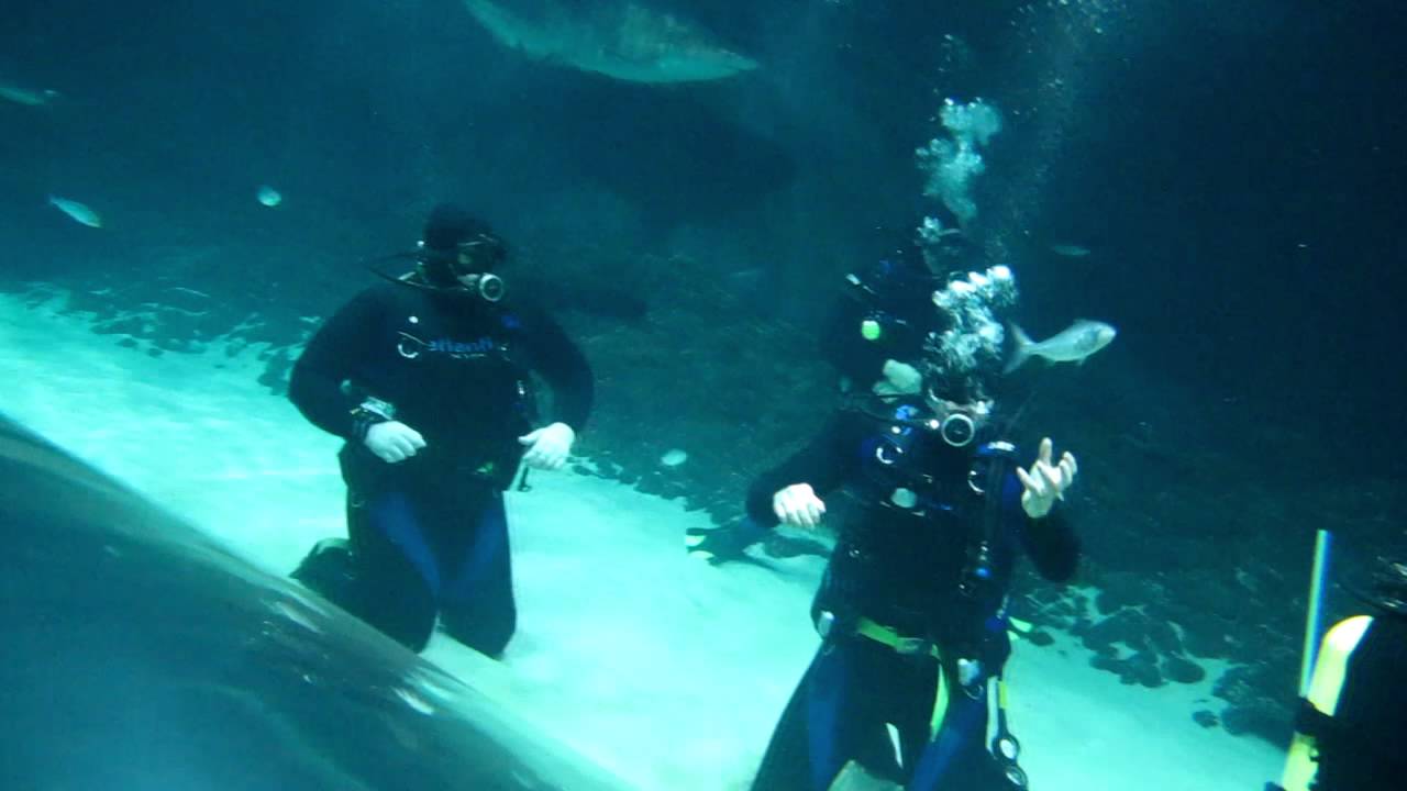 Shark Dive Extreme at Kelly Tarltons Underwater World in Auckland, NZ