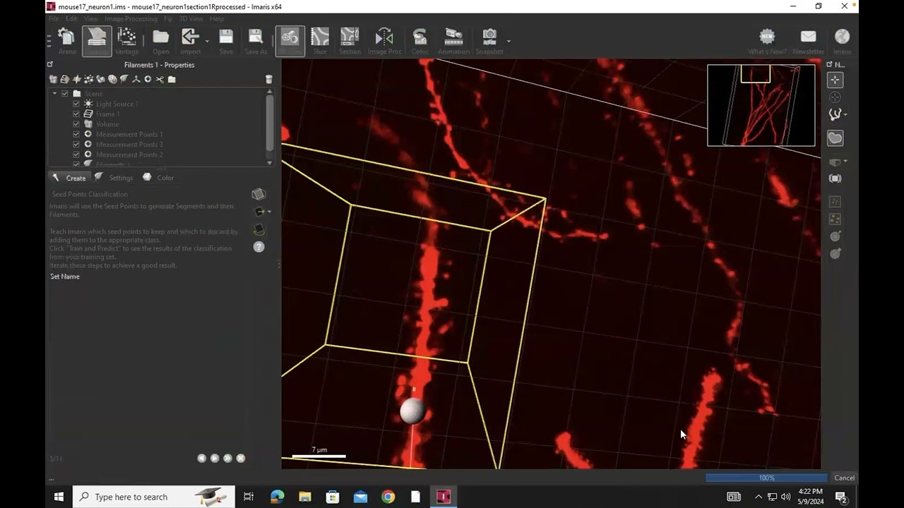 Imaris 10.0.1 Spine Analysis Tutorial
