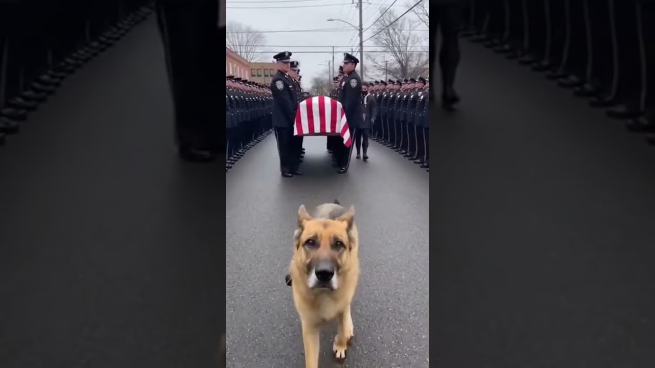 The Moment Every Officer Removed Their Cap &mdash; A Fallen Brother's K9 Led the Way 💔🐾