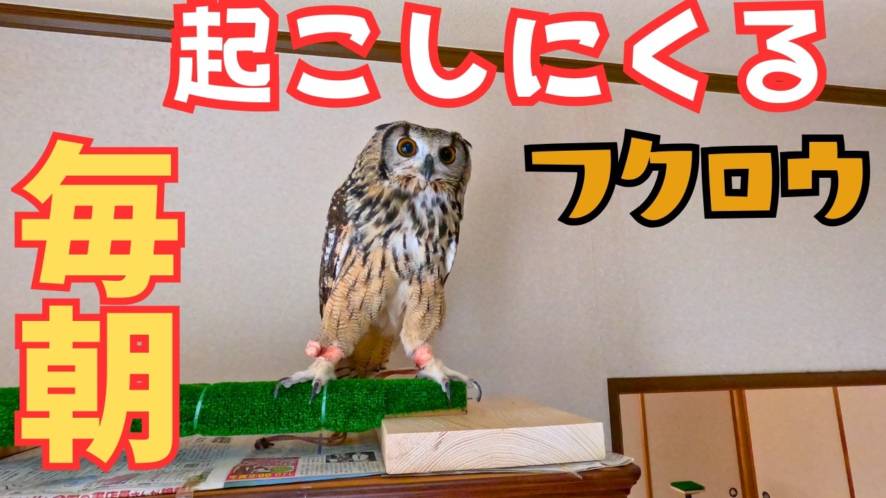 毎朝の戦い。迫り来るフクロウ🦉＃ふくろう #フクロウ #ベンガルワシミミズク #owl #cute  #birds