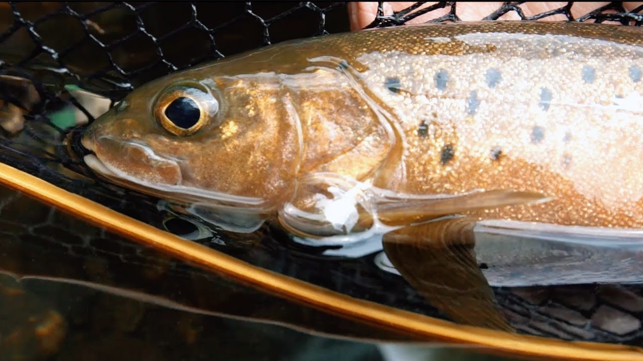 BKK - Native Trout of 秦岭 (Qingling)