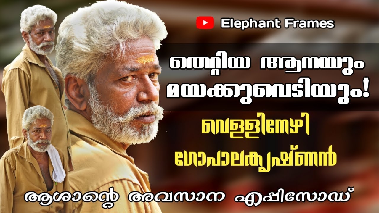 തെറ്റിയ ആനയെ പിടിച്ചുകെട്ടാൻ ചെന്നപ്പോൾ  | വെള്ളിനേഴി ഗോപാലകൃഷ്ണൻ | Part 6 | Elephant Frames