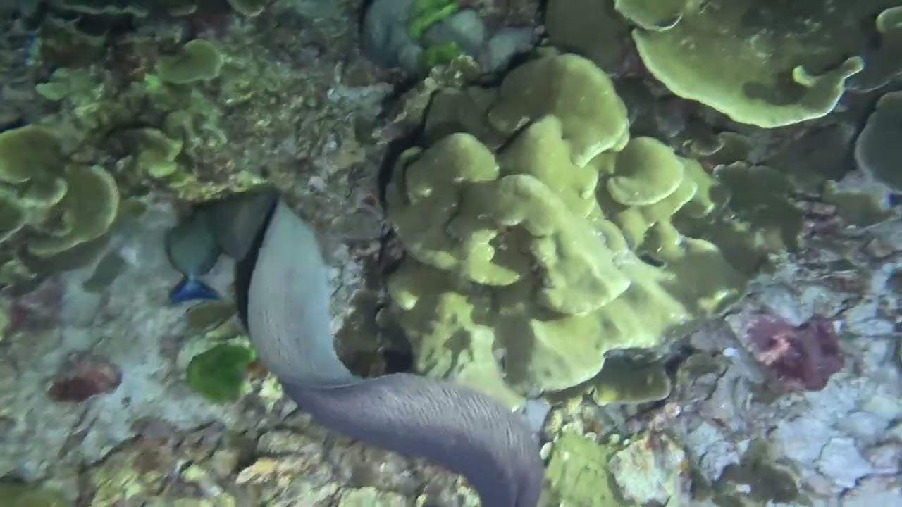 Thailand - Dive3 4N Koh Bon - Moray Hunting Fish