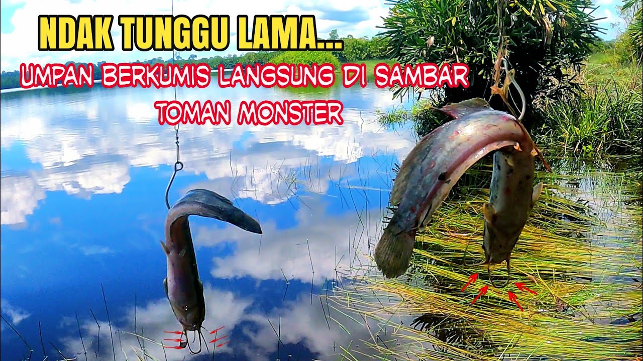 Mancing ikan toman pakai lele || Strike toman monster