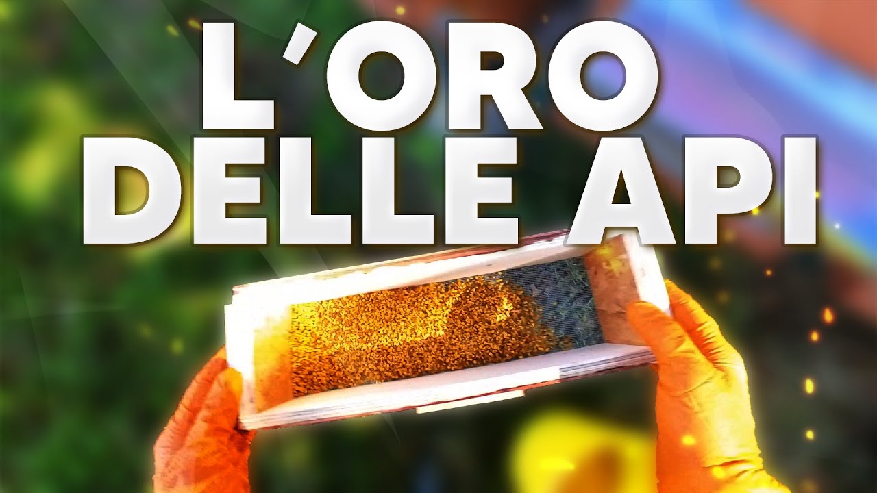 L'ORO DELLE API - Polline,il supercibo delle api,raccolta e utilizzi.