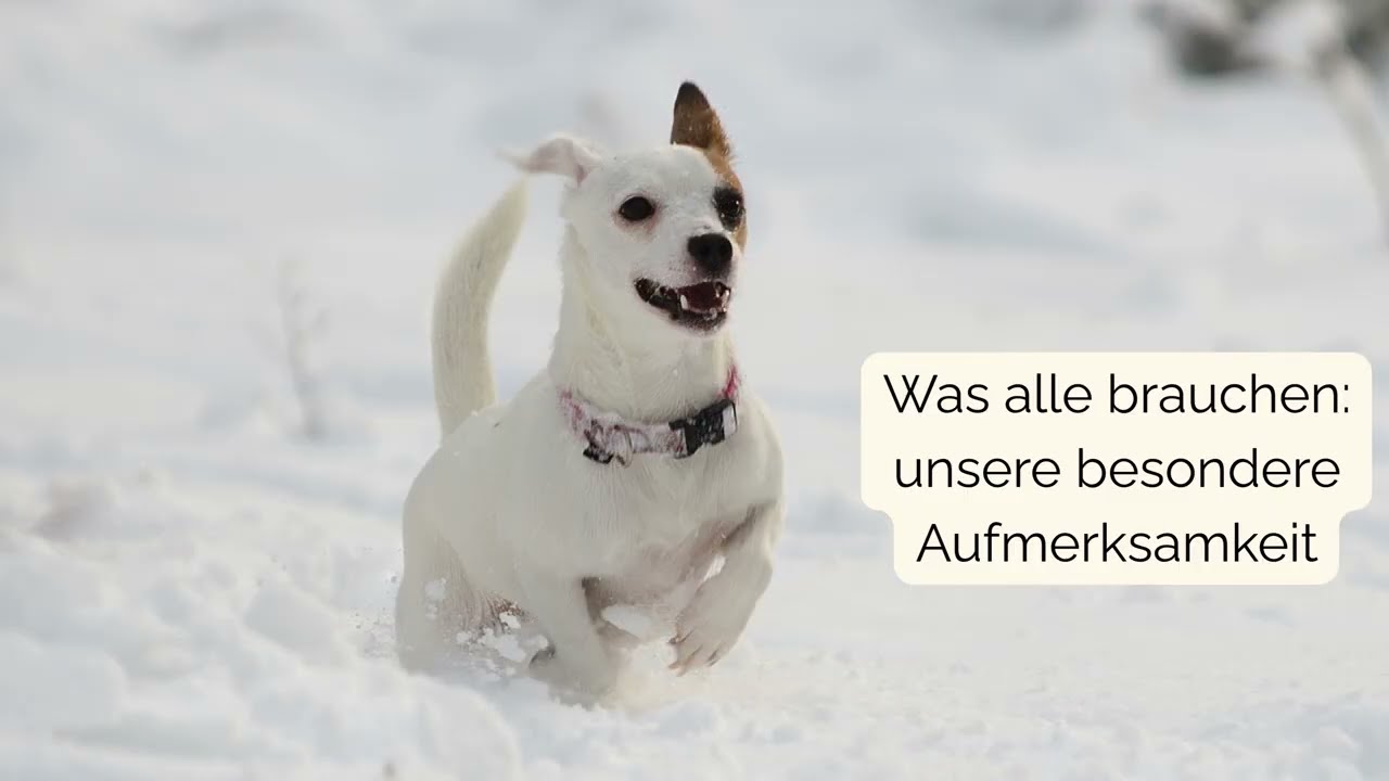 Hundesenioren - Individualisten & besondere Begleiter