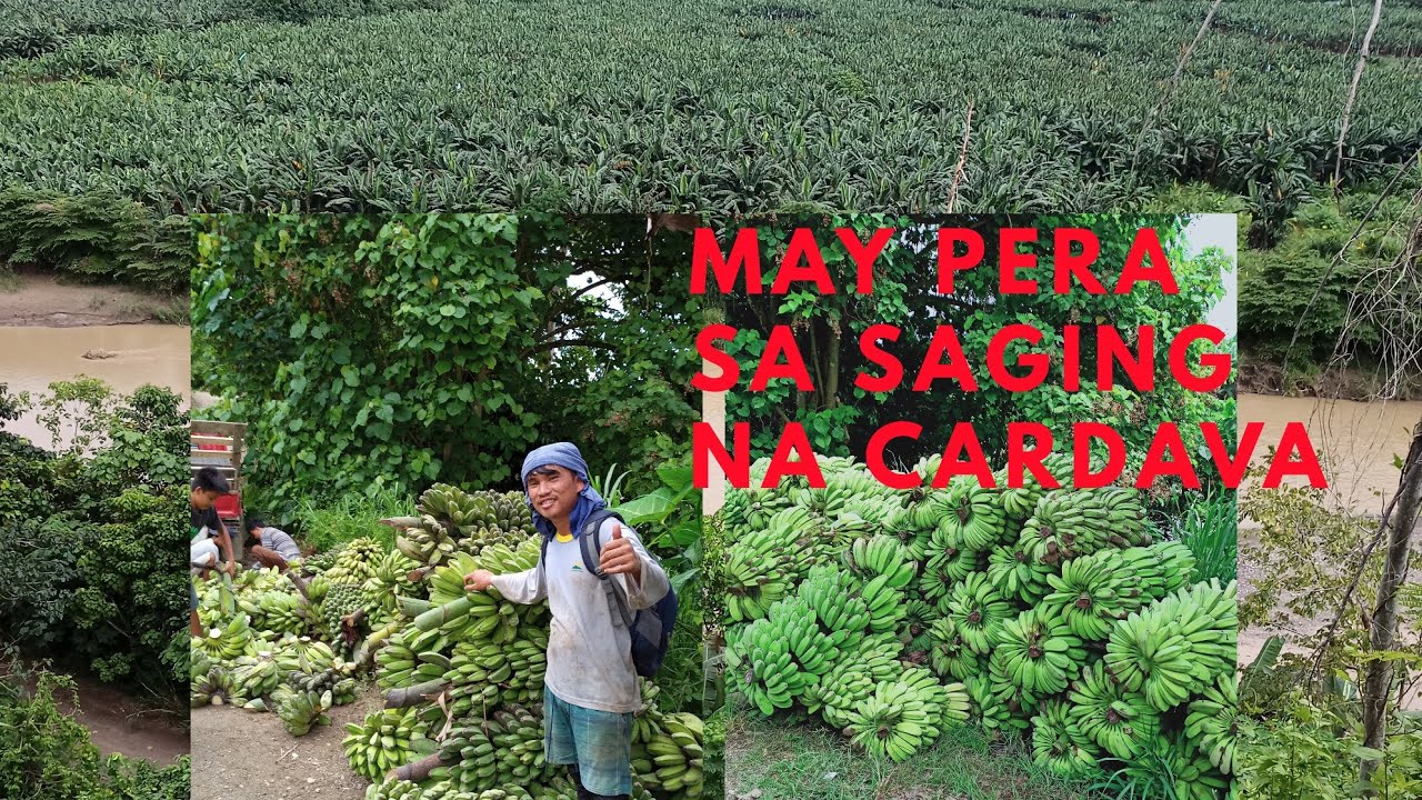 Pag aalaga ng cardava|natural prevention of weeds|mga benefits sa pagkain ng cardava#toto farm boy.