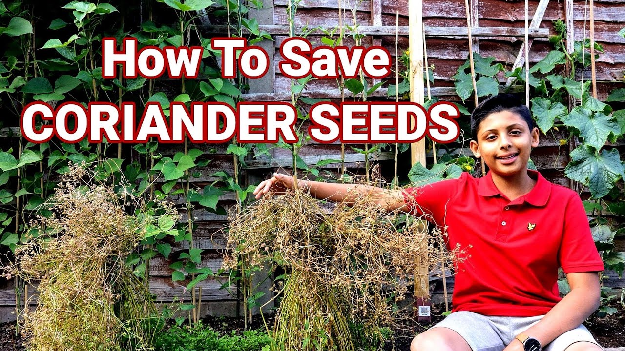 How To Harvest Coriander Seeds | Cilantro Seeds Saving