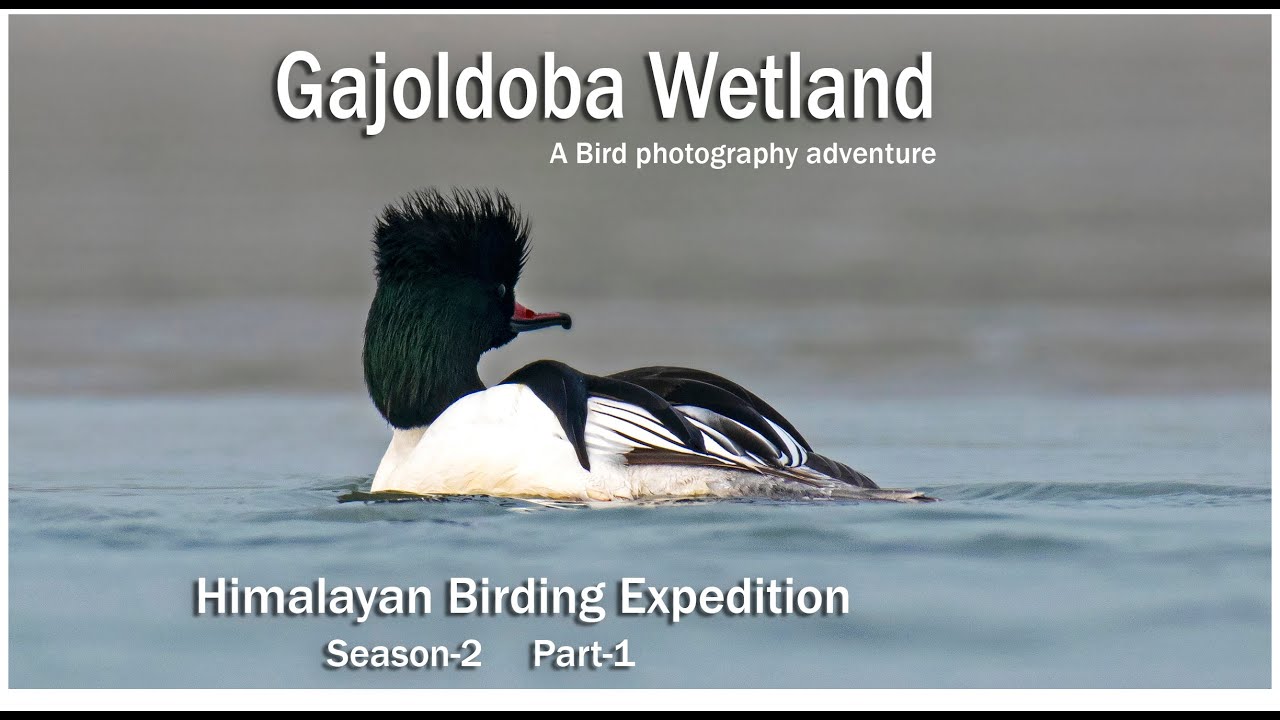 Travel and Birding in Gajoldoba Wetland near Siliguri | Himalyan birding expedition | season 2 part1