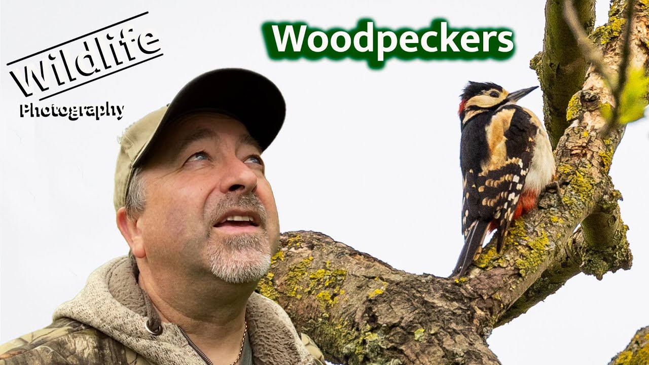 Great Spotted Woodpecker & Green Woodpecker | UK WILDLIFE and NATURE Photography | Canon R5