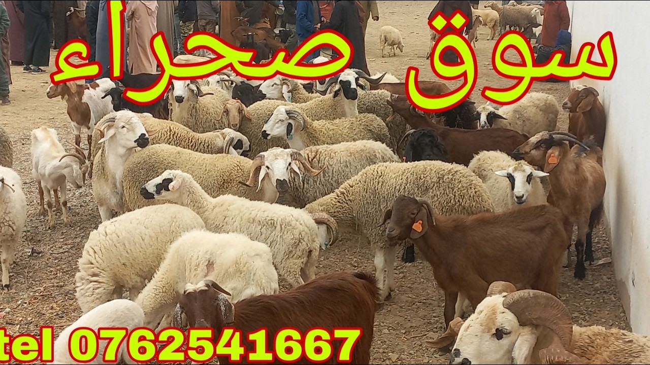 من سوق صحراء المغرب اليوم بمدينة سمارة خيرات مجودا بتاريخ اليوم 2026/02/06