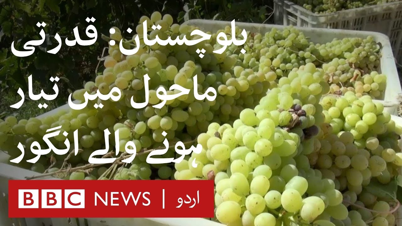 How many types of grapes are produced in Baluchistan? - BBC URDU