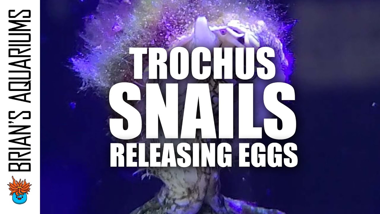 Trochus Snail releasing eggs