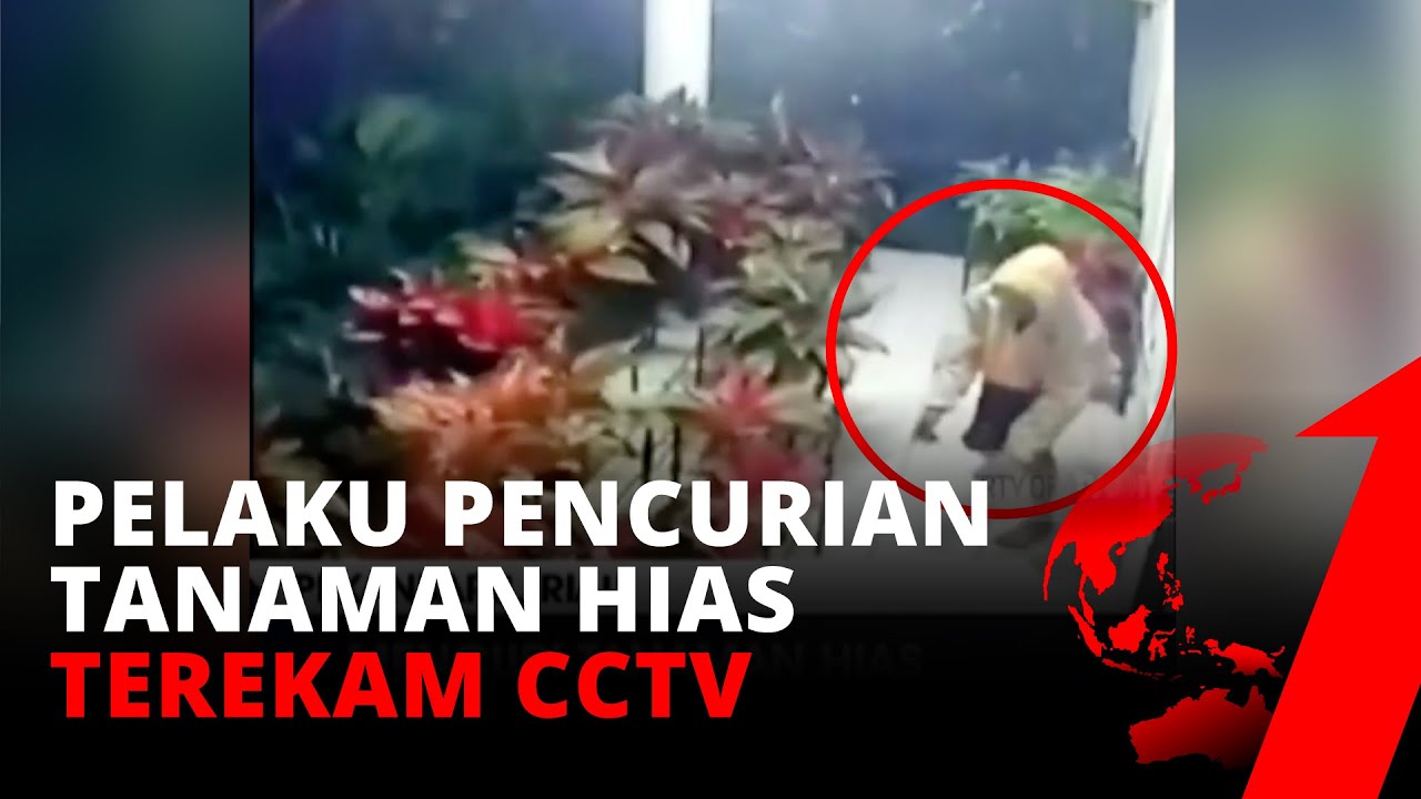 Terekam Kamera! Pencurian 27 Tanaman Hias di Pekanbaru | tvOne