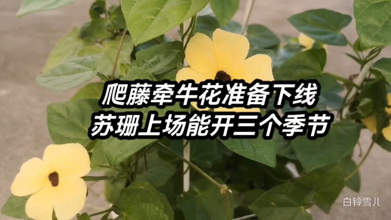 秋天完美接替爬藤牵牛花的植物上场了，花开至少三个季节