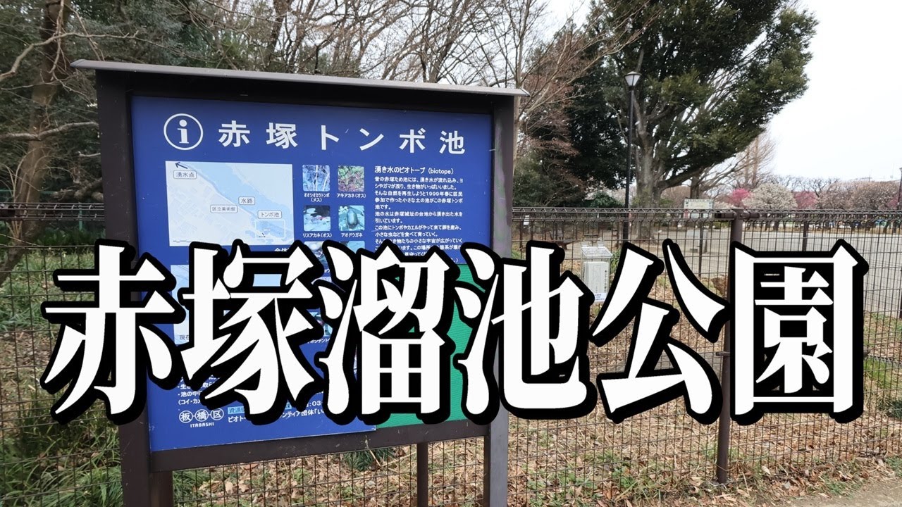 早春の訪れ紅白梅「赤塚溜池公園」