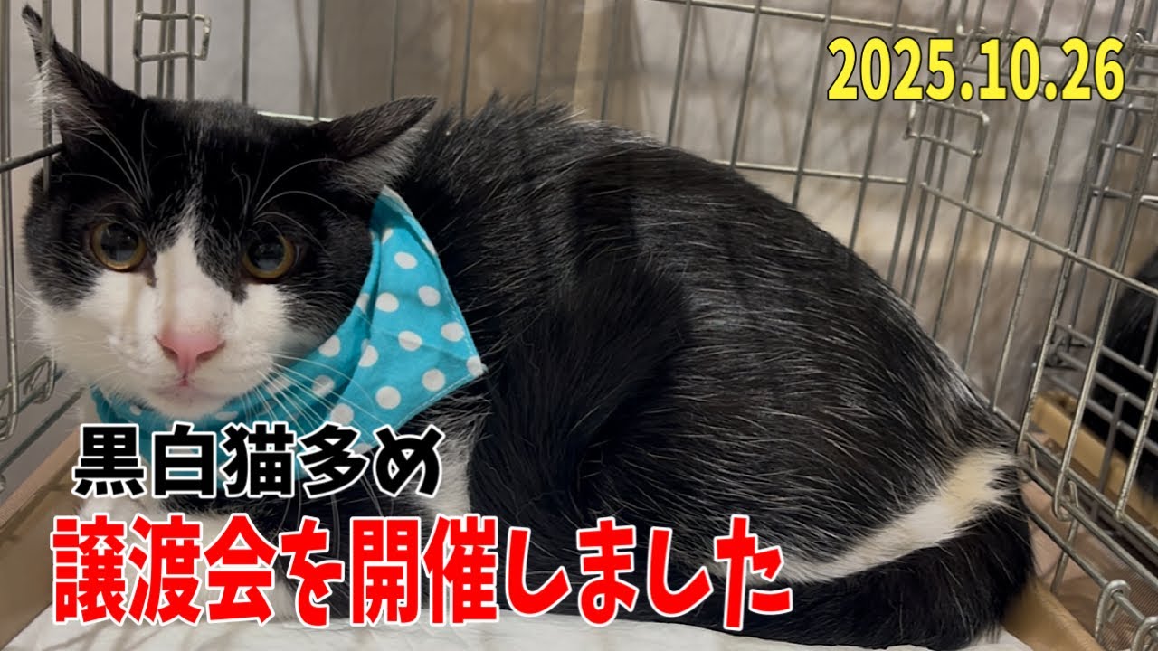 黒白多め！子猫だらけの譲渡会