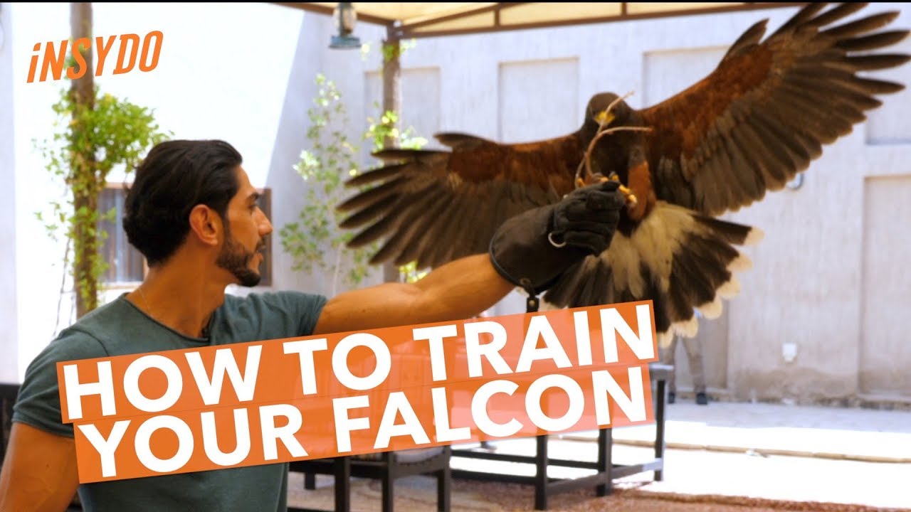How to Train... Your Falcon
