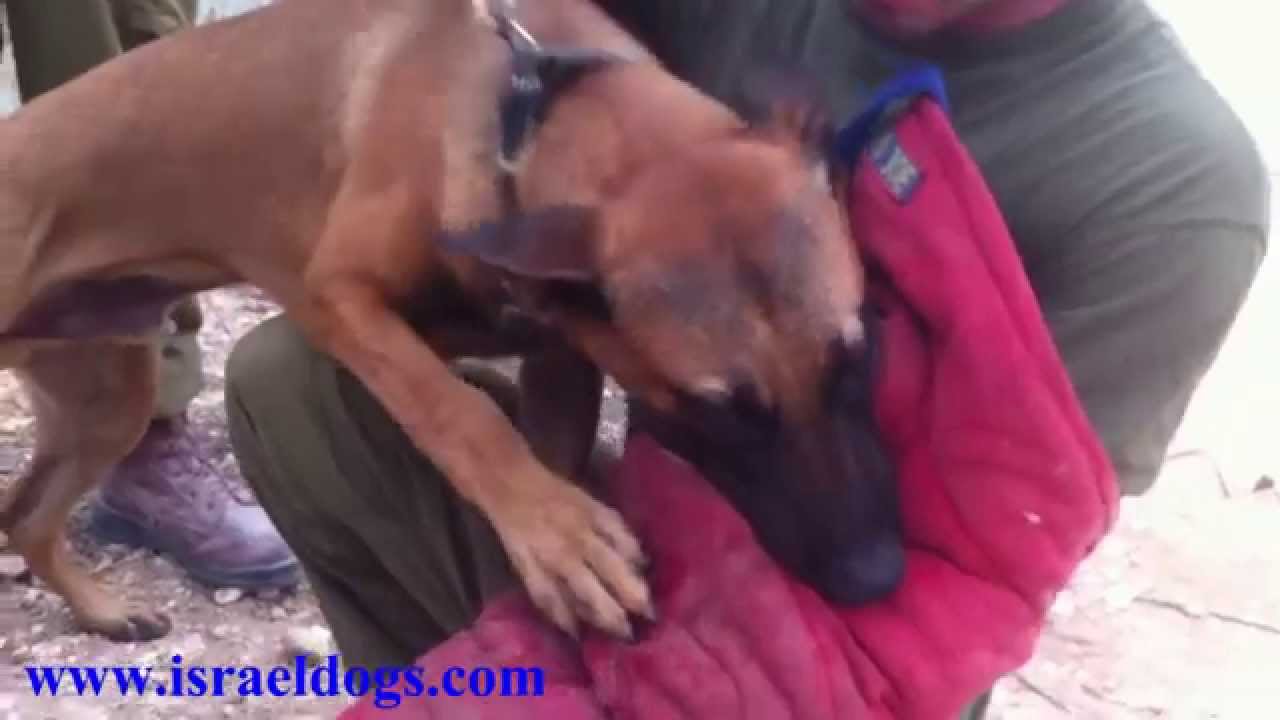 Israeldogs Boss - 7 to 13 Months old Bite training.