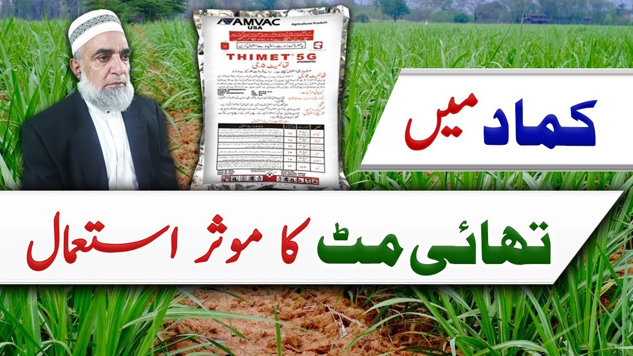 Effective use of Thimet in Sugarcane || Crop Reformer