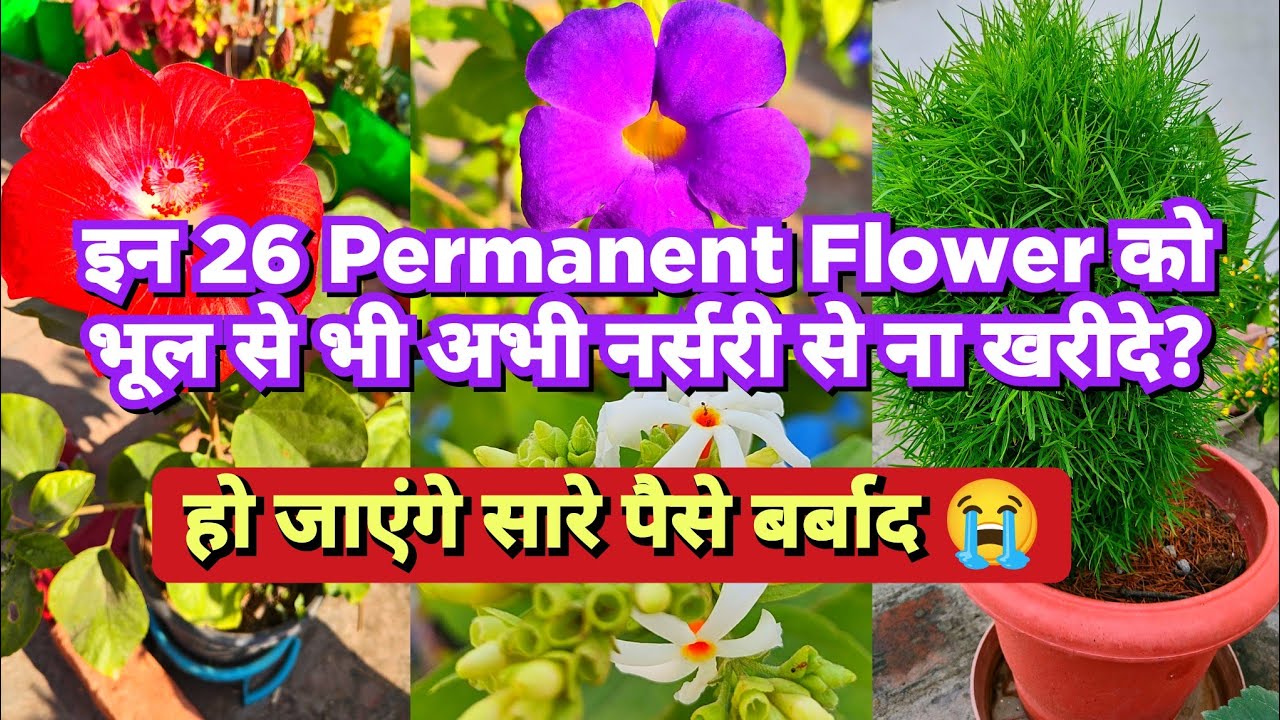 26 Permanent Flower Plant को नर्सरी से ना खरीदे ? Permanent Plant Don't Buy In Winter  
