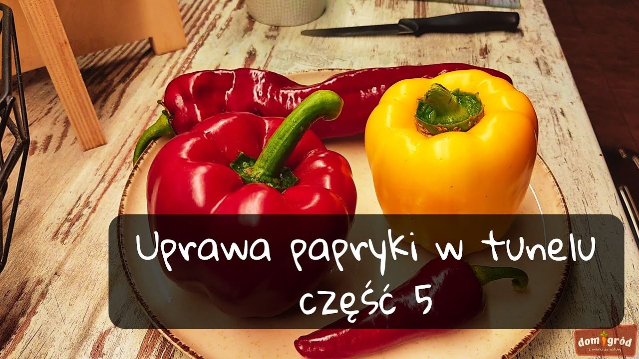 Uprawa papryki w tunelu - część 5. Zbiory i porównanie
