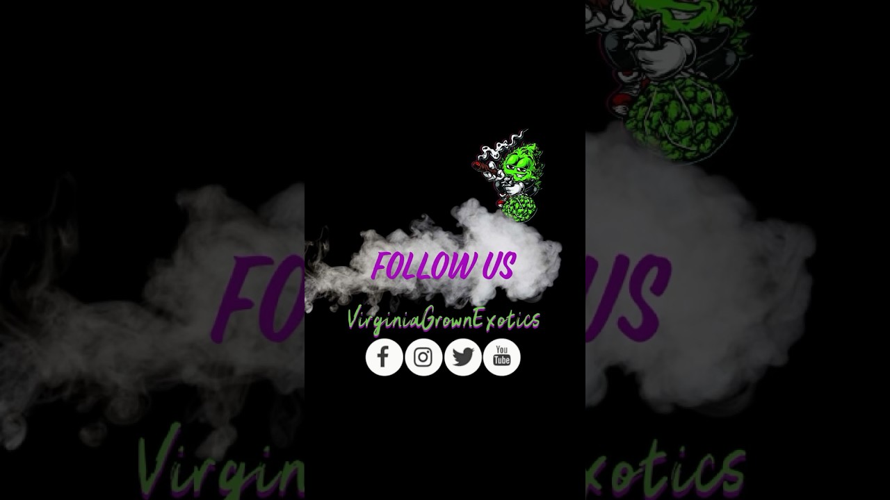 Forbidden Runtz Autoflower weeks 1-5 #cultivation #cannabisdaily #cannabisgrower #foryou