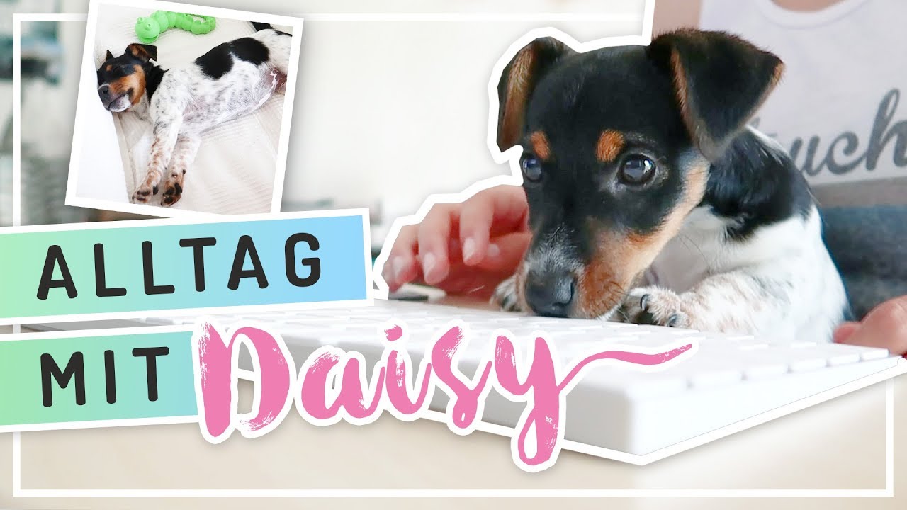 Aktuelle ROUTINE mit Welpe &ndash;&nbsp;unsere Alltagsroutine #TypischSissi