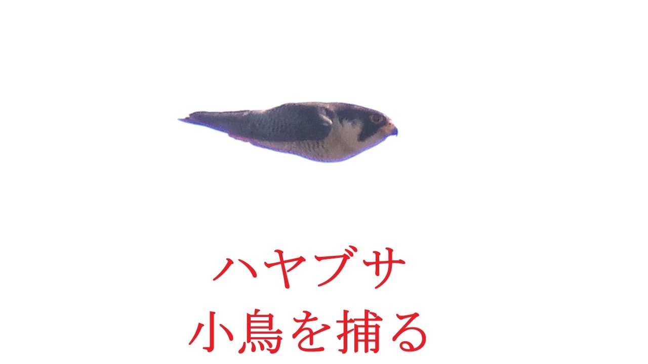 ハヤブサ小鳥を捕る
