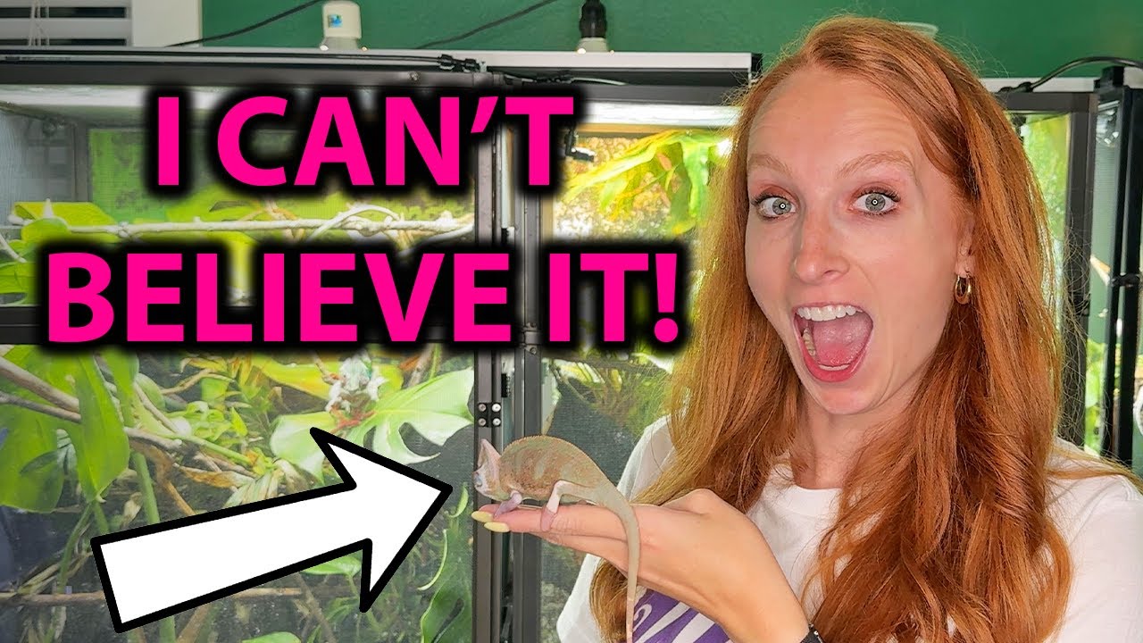 I rescued a veiled chameleon!