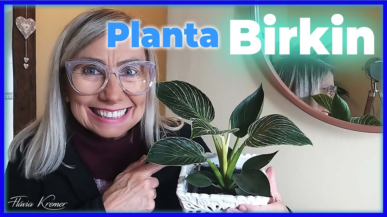 PLANTA FILODENDRO BIRKIN - COMO CUIDAR | Flávia Kremer