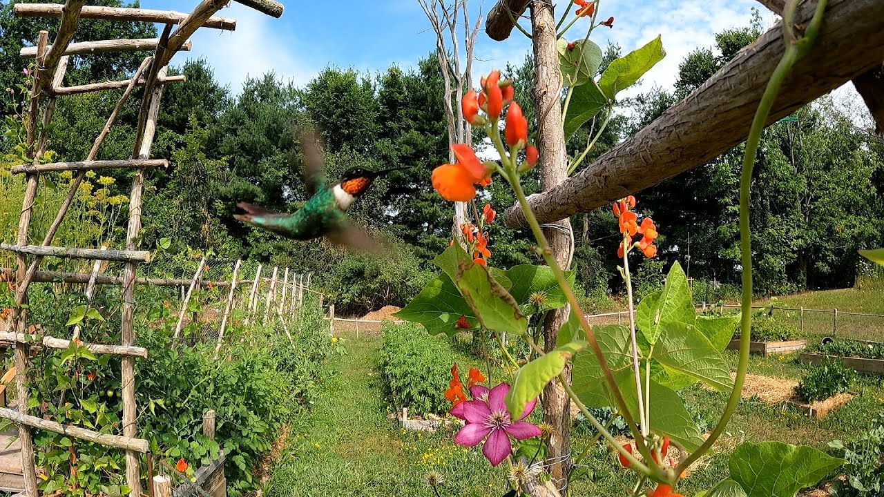 hummingbird garden
