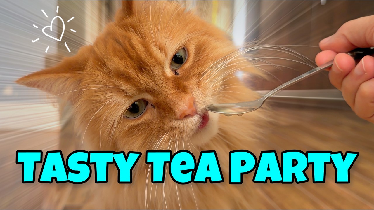 Snack And Sip: Tea Time With My Cats 🫖🐈