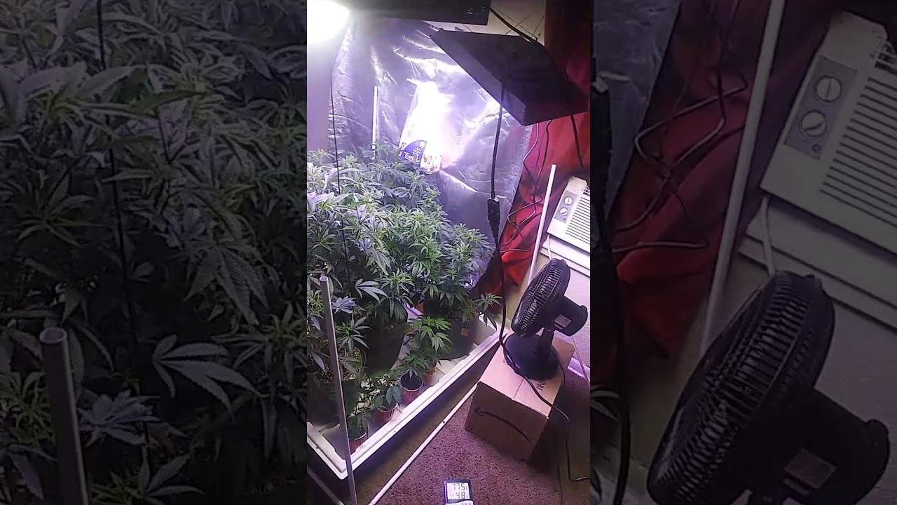 Week 4 of Veg