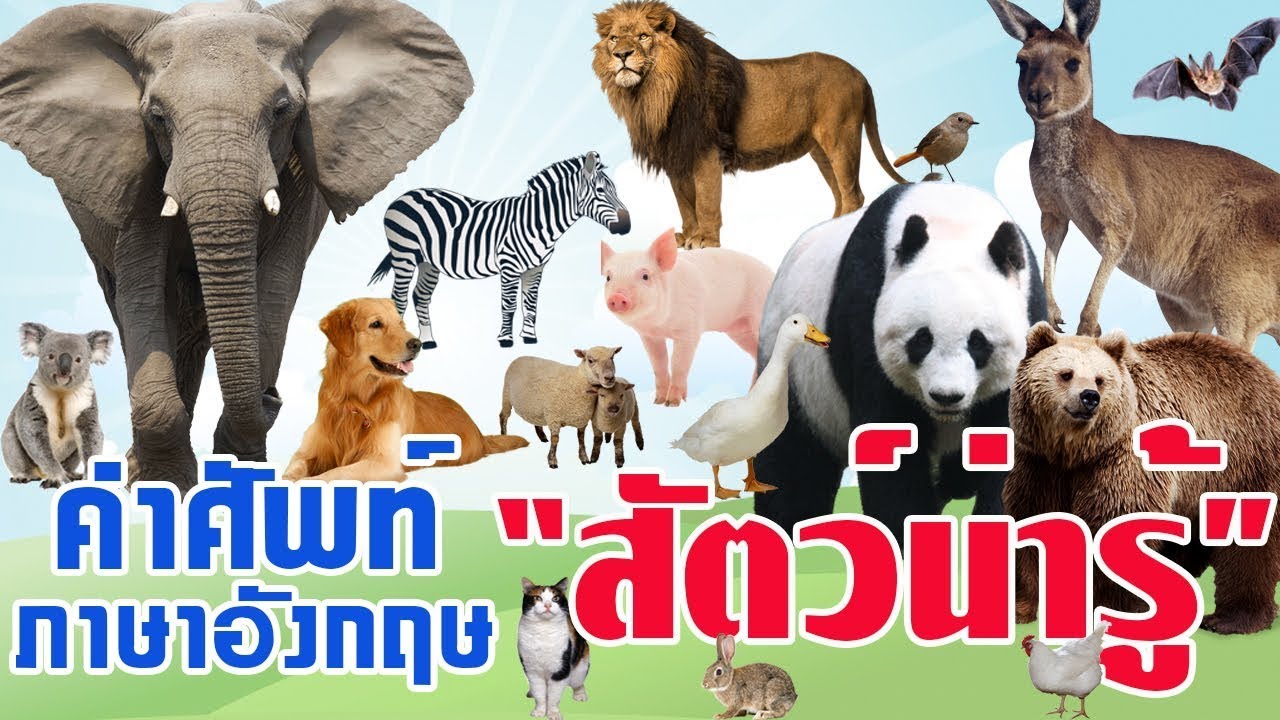 คำศัพท์ภาษาอังกฤษ เรื่องสัตว์ต่างๆ l พร้อมรูปและคำอ่าน l คำศัพท์ภาษาอังกฤษในชีวิตประจำวัน