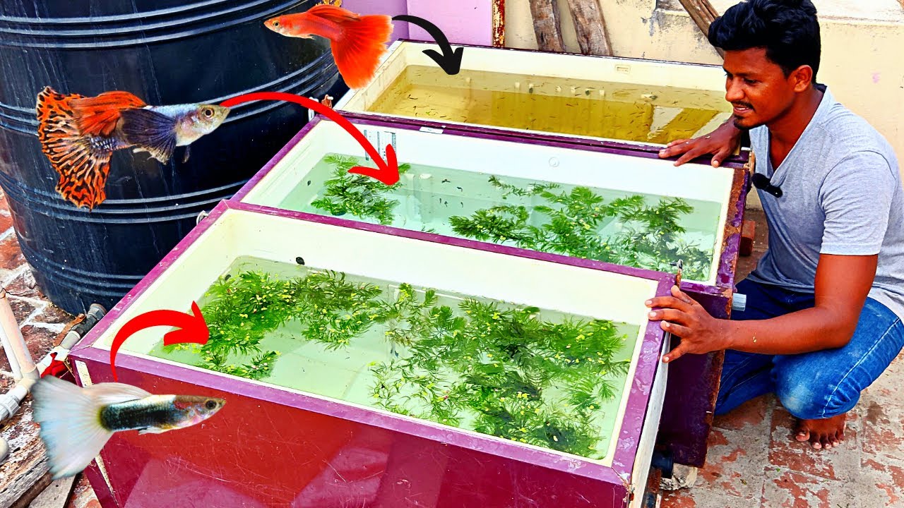 New Fridge Box Fish Tank Setup Completed 🦈 | இனி நிறைய மீன் வளர்க்க போறேன்! | Vijay Vlogs