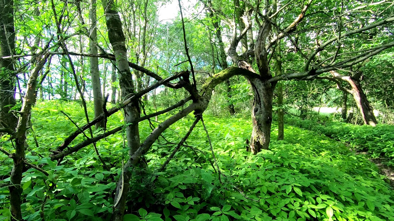 Der Uffopfad im Extertal Lipperland