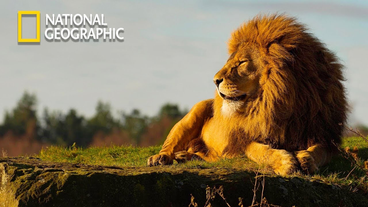 The Namibia Lion - Lion Pride Documentary | National Geographic Documentary 2023